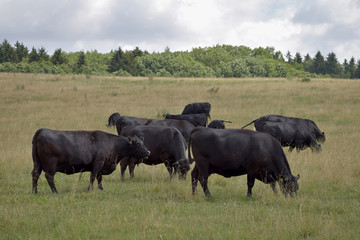 Black cows are grazing on the meadow. Beef cattle on the pasture.