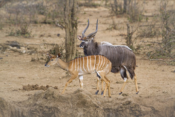 Nyala in Kruger National park, South Africa ; Specie Tragelaphus angasii family of Bovidae