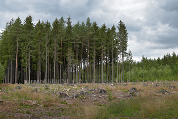 Fenced glade with young trees in the forest. Summer time.