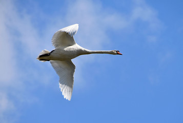 Flying swan circling over the lake, background sky with clouds.