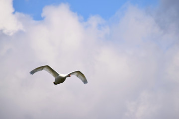 Flying swan. Background sky with clouds.