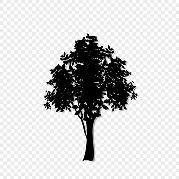 Black silhouette of leafed tree icon isolated on transparent background.