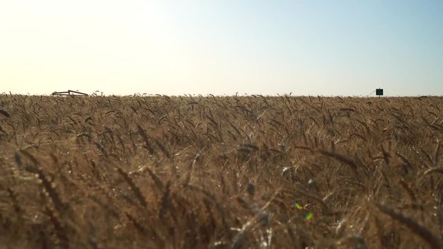 Wheat Field at evning