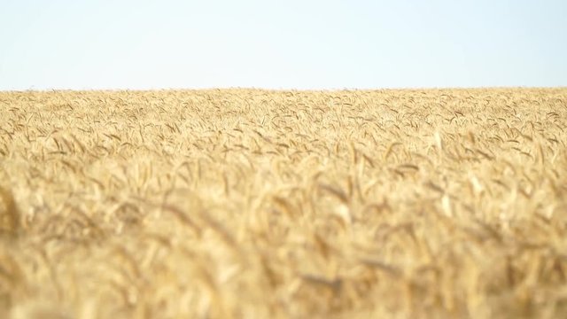 Wheat Field wery sunny