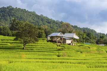 landscape staircase rice field with beautiful of clouds sky in thailand of asia, green Paddy