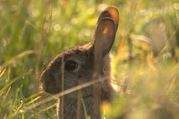 Wildkaninchen auf Königsbrunner Heide im Juli