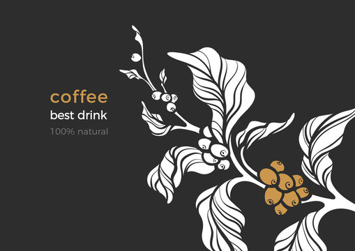 Nature vector banner of coffee branch, leaves, bean.