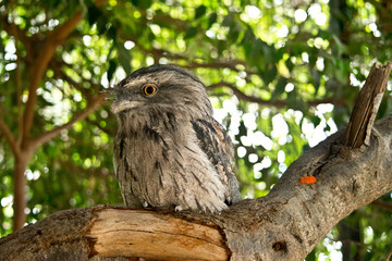 Tawny frogmouth in the wilderness in Australia.