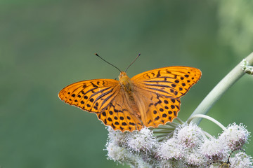 A stunning Silver-washed Fritillary Butterfly (Argynnis paphia) nectaring on a Cow Parsley