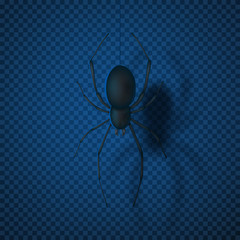 Black spider isolated on transparent backdrop. Top view on realistic insect. Vector illustration.