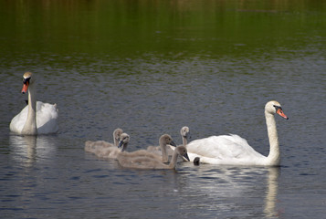Swan family sails on the lake.