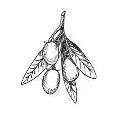 Goji, hand drawn doodle, sketch, outline black and white vector illustration