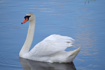 Obraz premium The swan sails along the lake and watches his swan family.