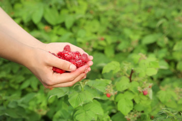 Woman holding heap of fresh raspberries in garden