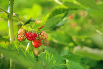 Aromatic raspberries on bush, closeup