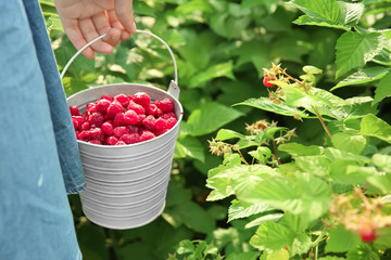 Woman holding bucket with ripe raspberries in garden