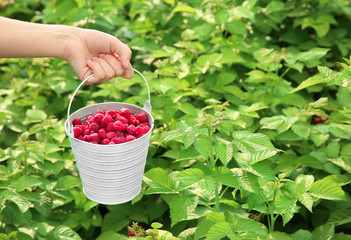Woman holding bucket with ripe raspberries in garden