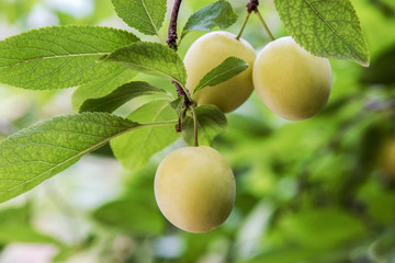  sweet yellow plum ripens on a tree in the garden