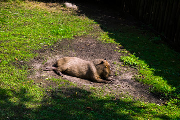 capybara