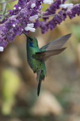 Fototapeta premium Action scene with hummingbird Tourmaline Sunangel, eating nectar from beautiful yellow flower in Ecuador.