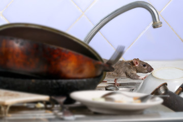 Young rat (Rattus norvegicus) climbs on dirty dishes in the kitchen sink. two old pans and a plate...