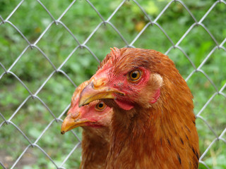 Two chickens on free range poultry farm, selective focus. Young hens in summer on background of green grass and wire mesh