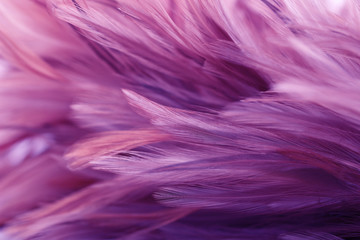 Close up of purple feathers