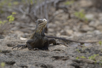 Iguane des petites Antilles, Iguana delicatissima