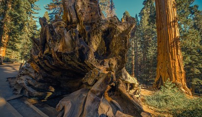 Sequoia National Park Place