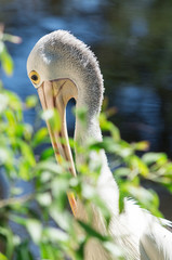 Australian pelican, Pelecanus conspicillatus, is a large Australian waterbird.