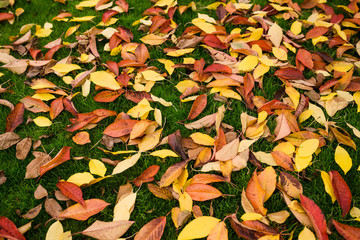 Many colorful autumn yellow cherry leaves lay on fresh green grass. Autumn background