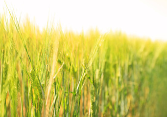 Obraz premium Wheat green spikelets in field on sunny day