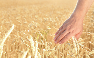 Man touching wheat spikelets in field on sunny day