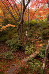 京都 常寂光寺の紅葉