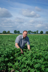 Kartoffelanbau - Landwirt im Kartoffelfeld prüft Betsandsentwicklung