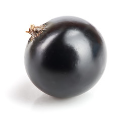 One black currant isolated on white background