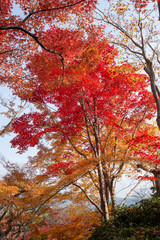 京都 常寂光寺の紅葉