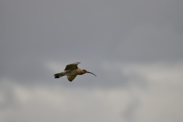 Brachvogel