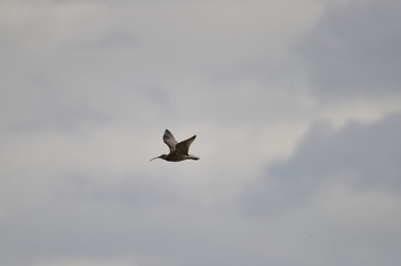 Brachvogel
