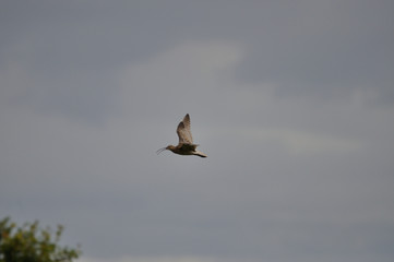 Brachvogel