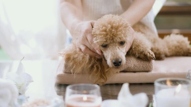 Woman  giving body massage to a  dog. Spa still life with aromatic candles, flowers and towel. 
