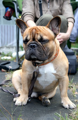 portrait of a bulldog