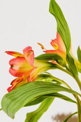 Green and orange stems against white wall