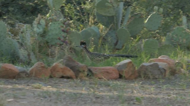A Roadrunner bird running over desert rocks