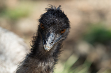 Close up portrait of an emu looking intensely.