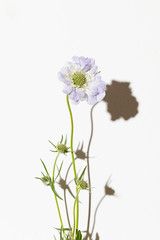 Fototapeta premium Flower against white wall.