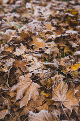 Many frosted yellow mapple leaves on the ground. Autumn background
