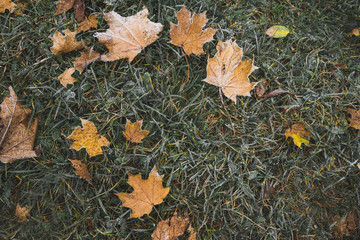 Many frosted yellow mapple leaves on the ground. Autumn background