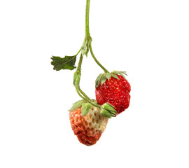 A fresh strawberry berry on a branch on an isolated white background