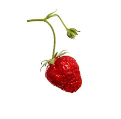 A fresh strawberry berry on a branch on an isolated white background